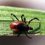 Уничтожение клещей