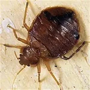 Уничтожение клопов