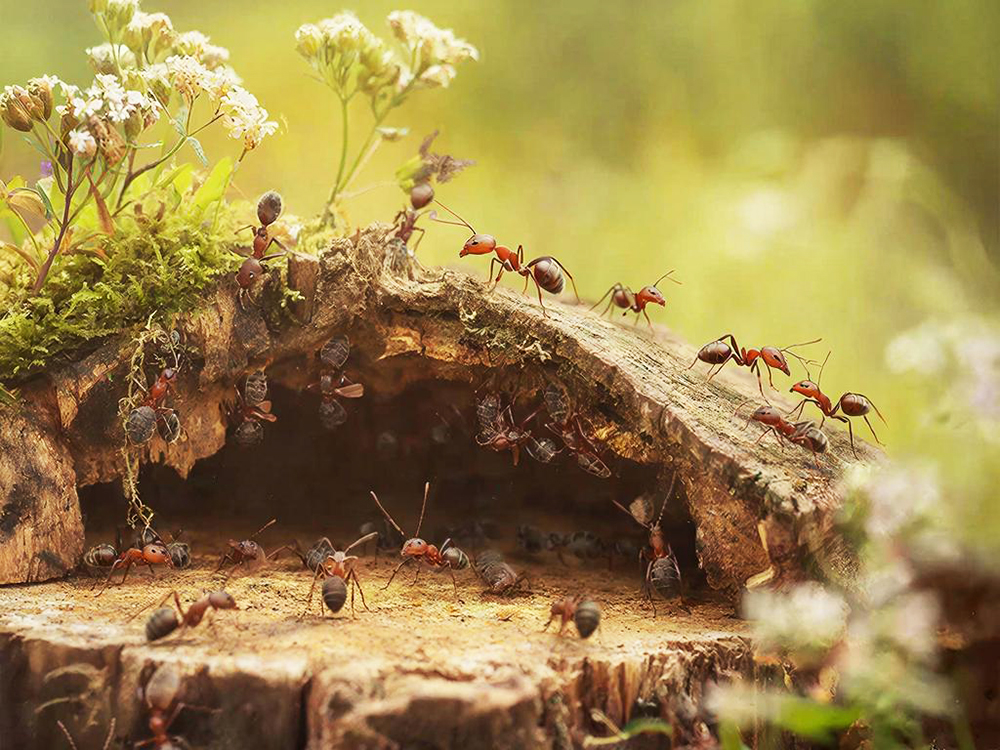 Уничтожение муравьёв